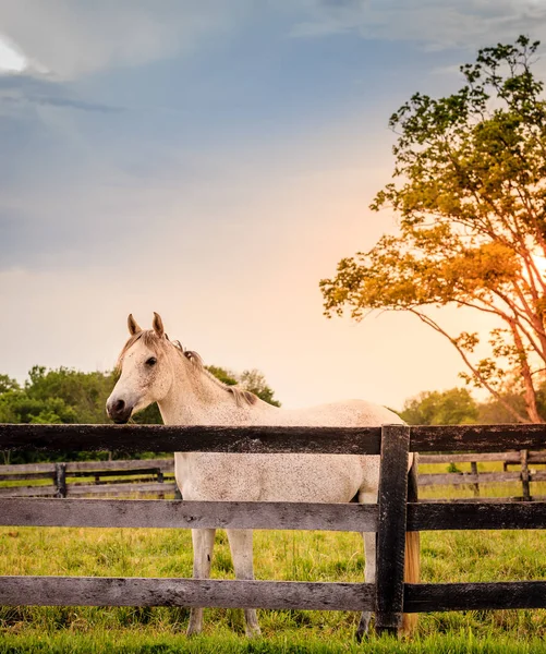 Лошадь стоит за забором на ферме — стоковое фото