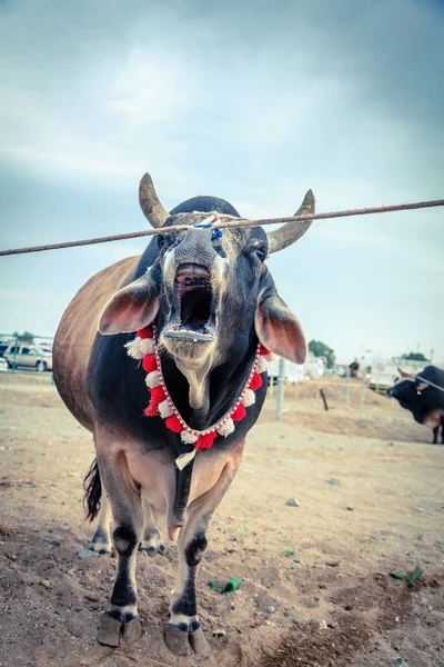 Bull gebonden en beurt wachten om te vechten — Stockfoto