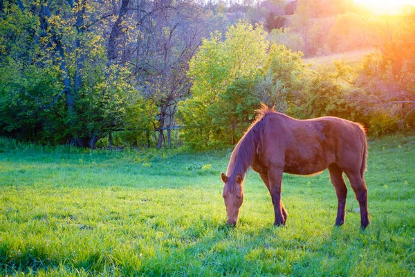 Vackra kastanj häst — Stockfoto