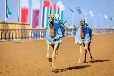 deve yarışı içinde Dubai