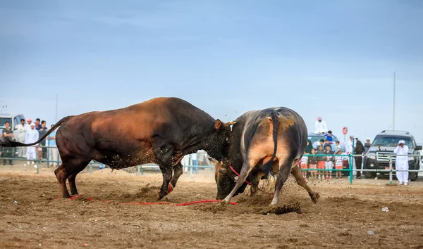 Tjurar kämpar med horn — Stockfoto