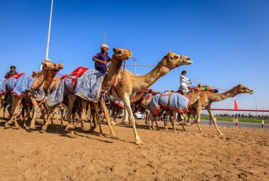 deve yarışı içinde Dubai