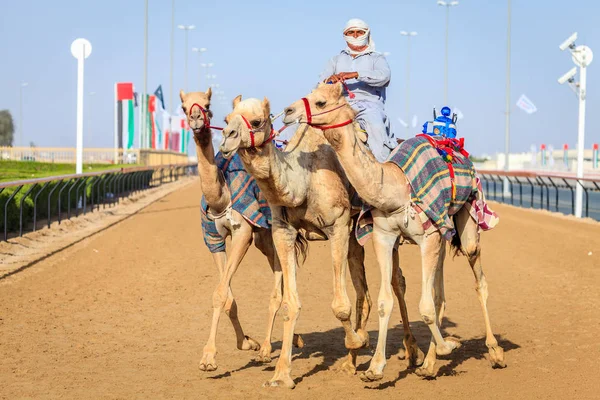 Velbloudí dostihy v Dubaji — Stock fotografie