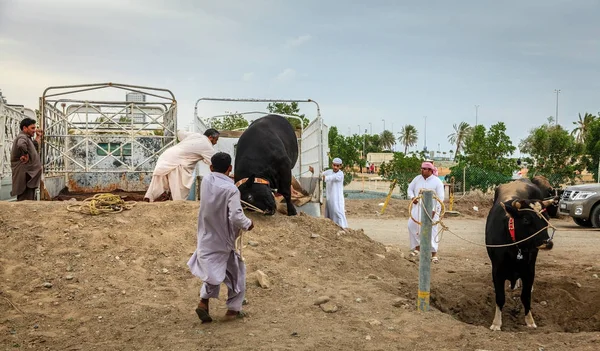 Stierenvechten in Fujairah — Stockfoto