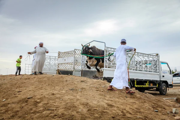 Combattimenti di tori a Fujairah — Foto Stock