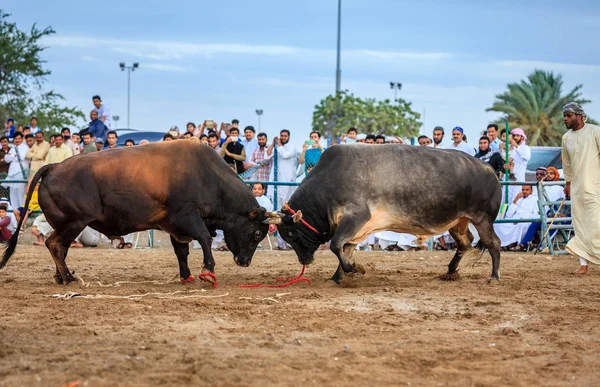 Tjurar kämpar med horn — Stockfoto