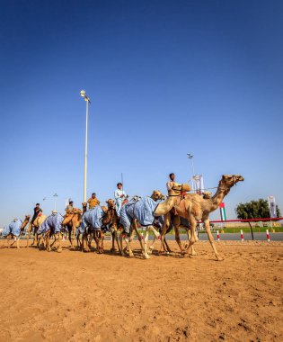 deve yarışı içinde Dubai