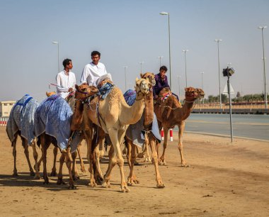 deve yarışı içinde Dubai