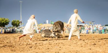 Fujairah içinde mücadele boğa