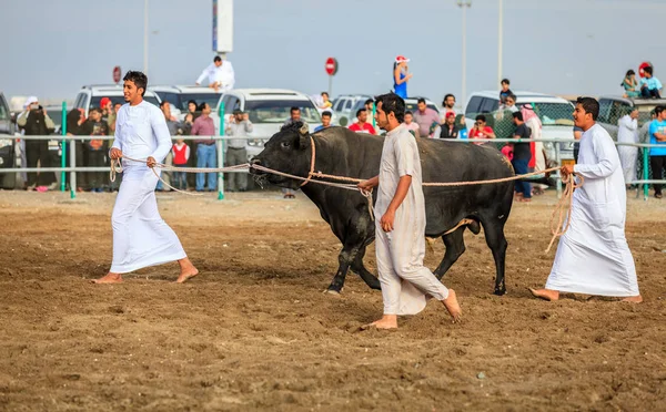 Peleas de toros en Fujairah —  Fotos de Stock