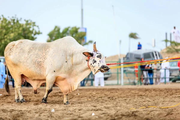 Stierengevechten op Hof — Stockfoto