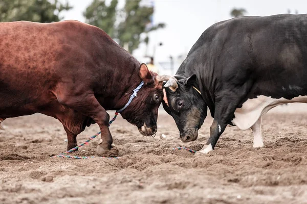 公牛与牛角搏斗 — 图库照片