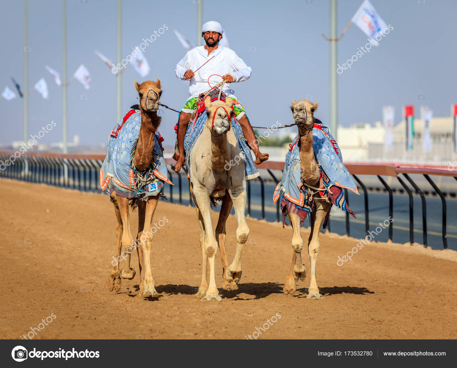 Camel Racing In Dubai Stock Editorial Photo C Alexeys 173532780