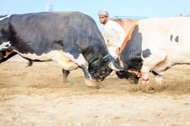 Fujairah içinde mücadele boğa