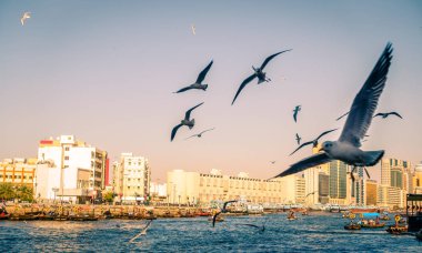 Dubai Körfezi üzerinden martılar