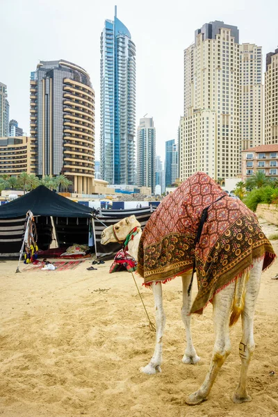 На пляжі, Дубаї верблюд — стокове фото