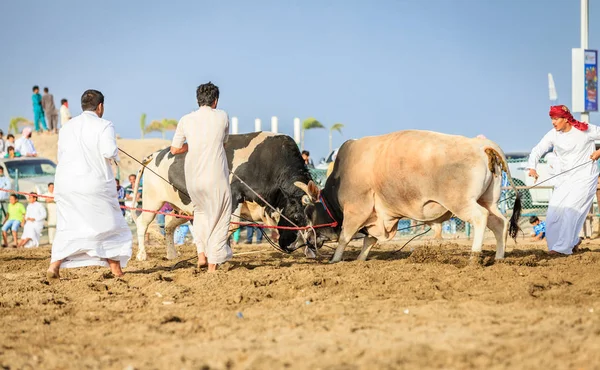 Tjurfäktning i Fujairah — Stockfoto