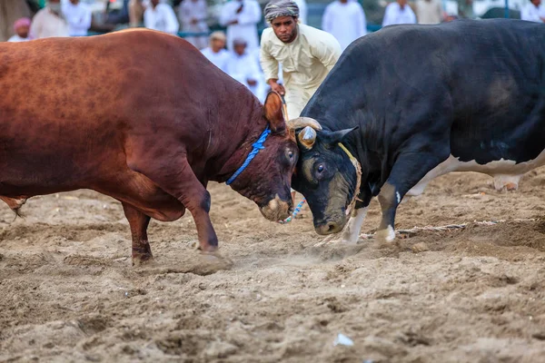 Peleas de toros en Fujairah —  Fotos de Stock