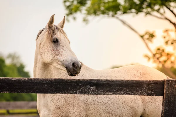 Belo cavalo cinza de pé — Fotografia de Stock