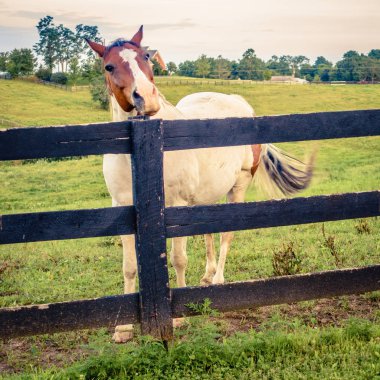Beautiful overo horse standing by fence at farm in Central Kentucky  clipart