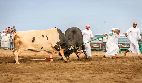 Fujairah Egyesült Arab Emírségek Április 2016 Polgárai Néz Térkép Bika — Stock Fotó