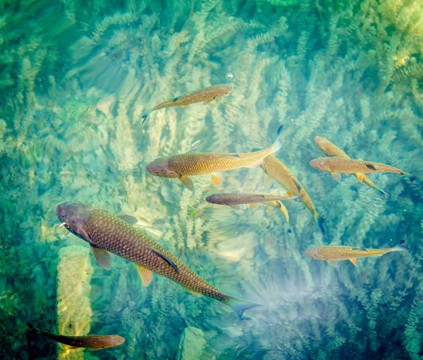 Ryby Koupání Průzračném Jezeře Vody Národním Parku Plitvická Jezera — Stock fotografie