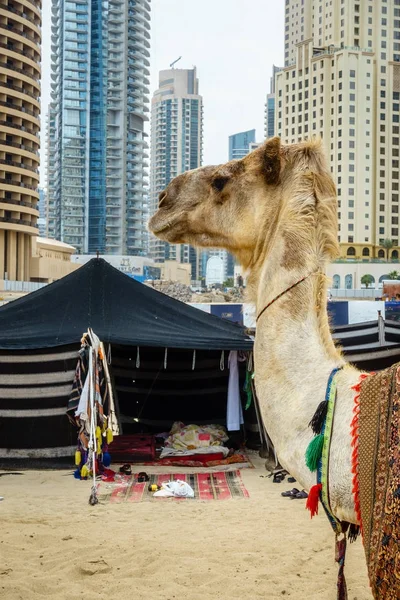 Camel Het Strand Van Jumeirah Beach Residence Dubai — Stockfoto