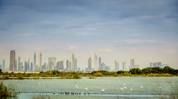 Fon Içinde Downtown Dubai Şehir Silüetinin Ras Khor Yaban Hayatı — Stok fotoğraf