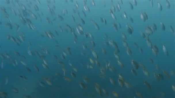 アンダマン海 タイのサンゴ礁で魚の水中映像 — ストック動画