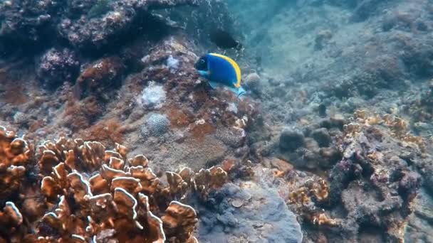 Filmagem Subaquática Peixes Por Recife Coral Mar Andaman Tailândia — Vídeo de Stock