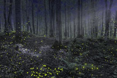 Ay ışığı ve ateş ile güzel gece orman sahne Kuzey Michigan'da uçar