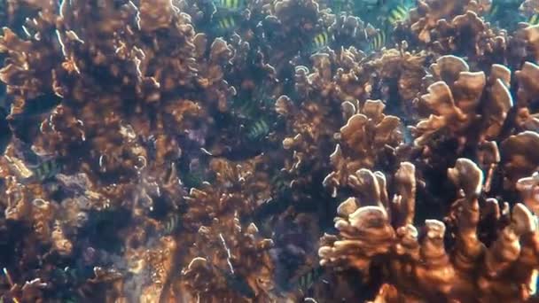 Filmagem Subaquática Peixes Por Recife Coral Mar Andaman Tailândia — Vídeo de Stock
