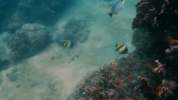 Imágenes Submarinas Peces Por Arrecife Coral Mar Andamán Tailandia — Vídeos de Stock