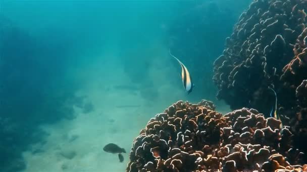 Подводные Съемки Рыб Коралловым Рифам Андаманском Море Таиланд — стоковое видео