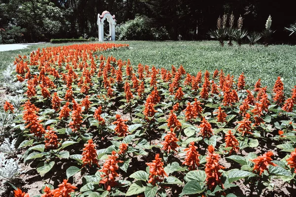 Flowerbed Public Park Varna Bulgaria — Stock Photo, Image