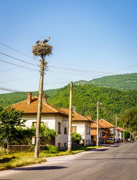 Лелека Гніздо Телеграфний Стовп Містечку Teteven Болгарія — стокове фото