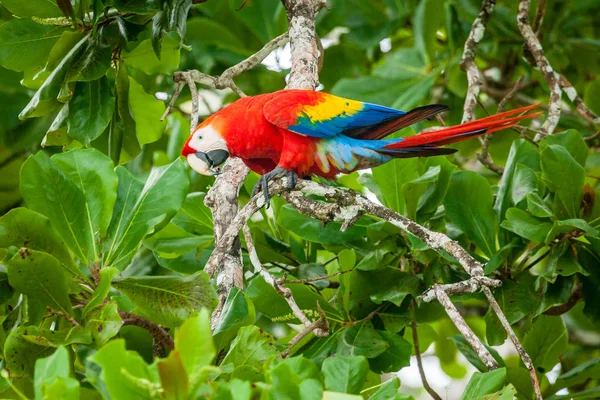 Szkarłatny Macaw w kostarykańskim lesie — Zdjęcie stockowe