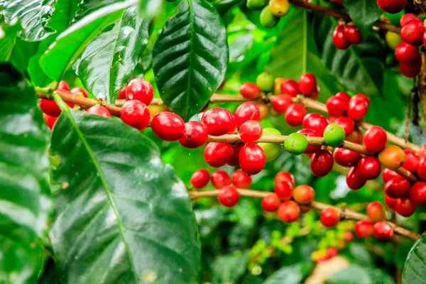 Coffee plant close-up — Stock Photo, Image