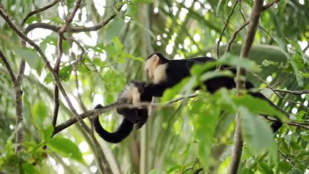 Kapuzineraffen Costa Rica — Stockvideo