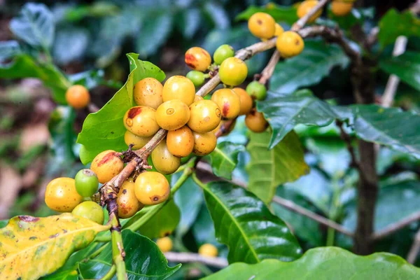 커피콩 커피나무 가지를 가까이 — 스톡 사진