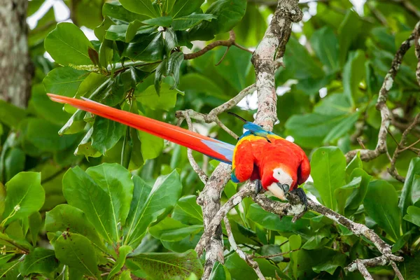 Szkarłatna Papuga Macaw Drzewie Parku Narodowym Corcovado Kostaryce — Zdjęcie stockowe