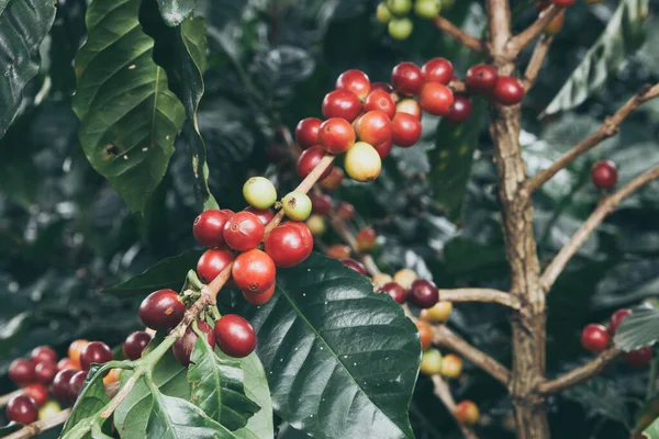 Imagem Close Dos Ramos Planta Café Com Grãos Café — Fotografia de Stock