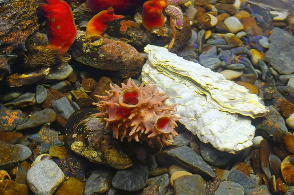 Grupa Ascidians — Zdjęcie stockowe