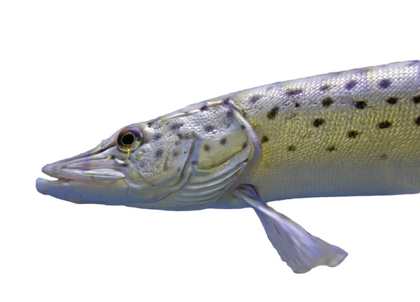 Pesce luccio maculato — Foto Stock