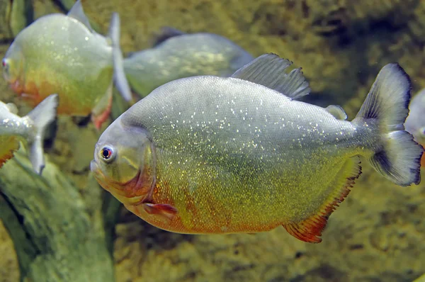 Piranha fish underwater — Stock Photo, Image