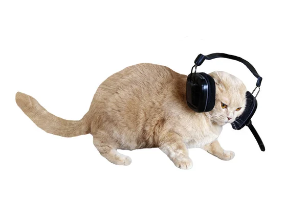 Perzik kat in hoofdtelefoons — Stockfoto