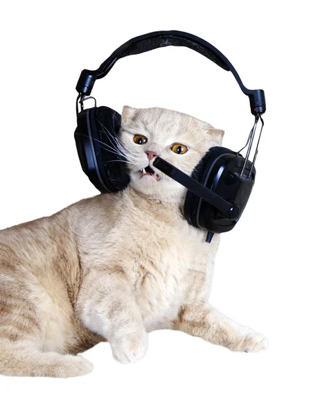 Cantando gato ou gatinho em fones de ouvido ouvindo — Fotografia de Stock