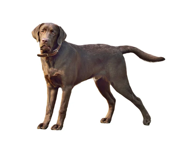 Pies labrador retriever — Zdjęcie stockowe