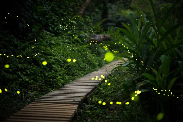 Fireflies in the bush — Stock Photo, Image