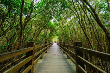 Mangrove forest with wooden Walkway clipart